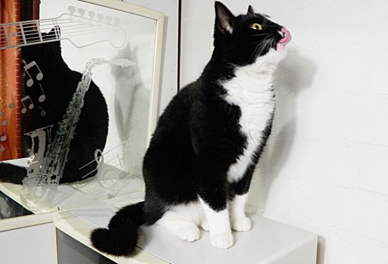 KeeK op de WeeK 2- Marie, Murdoch, Dierenarts en Pannenkoeken eten met de Jarige... 26 KeeK op de WeeK 2- Marie, Murdoch, Dierenarts en Pannenkoeken eten met de Jarige... 25 dierenarts KeeK op de WeeK 2- Marie, Murdoch, Dierenarts en Pannenkoeken eten met de Jarige...