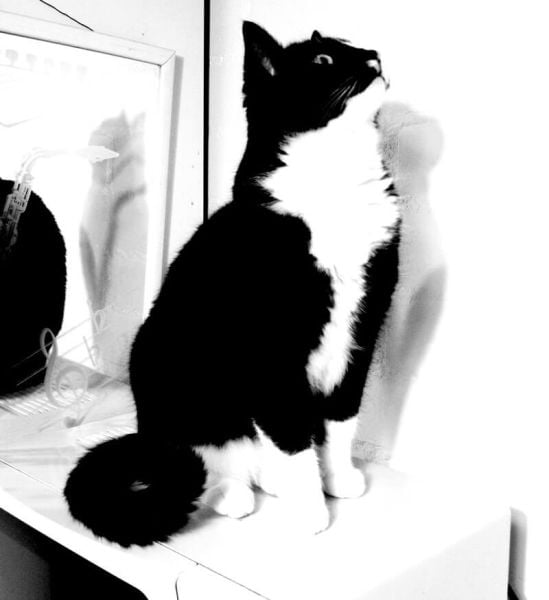 KeeK op de WeeK 2- Marie, Murdoch, Dierenarts en Pannenkoeken eten met de Jarige... 24 Toulouse