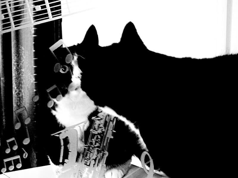 KeeK op de WeeK 2- Marie, Murdoch, Dierenarts en Pannenkoeken eten met de Jarige... 27 Toulouse