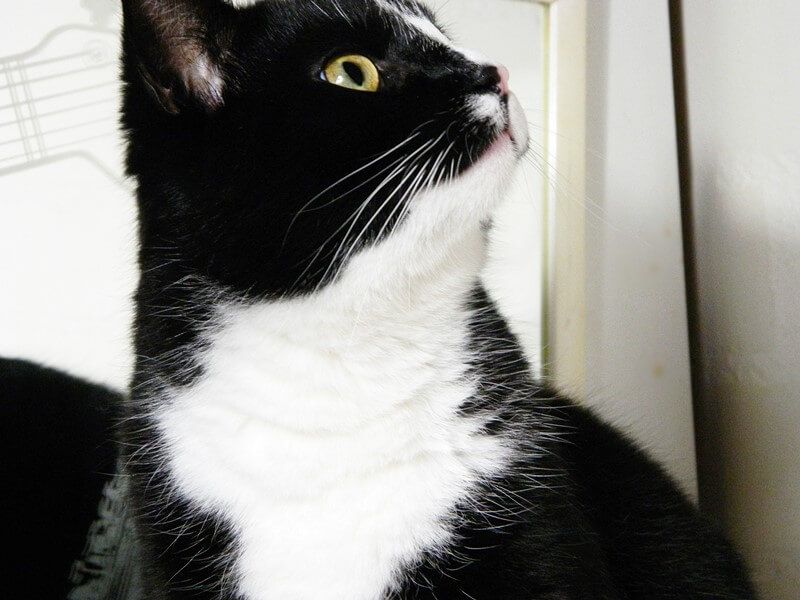 KeeK op de WeeK 2- Marie, Murdoch, Dierenarts en Pannenkoeken eten met de Jarige... 22 KeeK op de WeeK 2- Marie, Murdoch, Dierenarts en Pannenkoeken eten met de Jarige... 21 dierenarts KeeK op de WeeK 2- Marie, Murdoch, Dierenarts en Pannenkoeken eten met de Jarige...