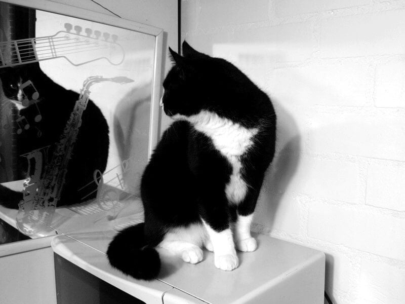 KeeK op de WeeK 2- Marie, Murdoch, Dierenarts en Pannenkoeken eten met de Jarige... 23 toulouse spiegel