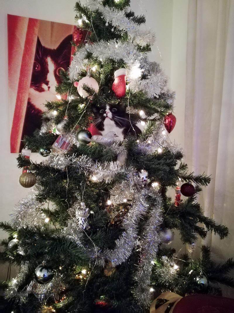 KeeK op de WeeK 49- Zo zit de Kat in de Boom & Zo valt je Kerstboom Niet Meer Om 4 toulouse in de boom