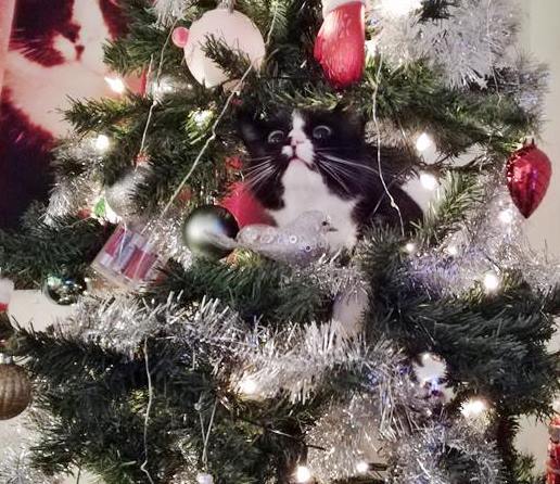 KeeK op de WeeK 49- Zo zit de Kat in de Boom & Zo valt je Kerstboom Niet Meer Om 5 toulouse in kerstboom