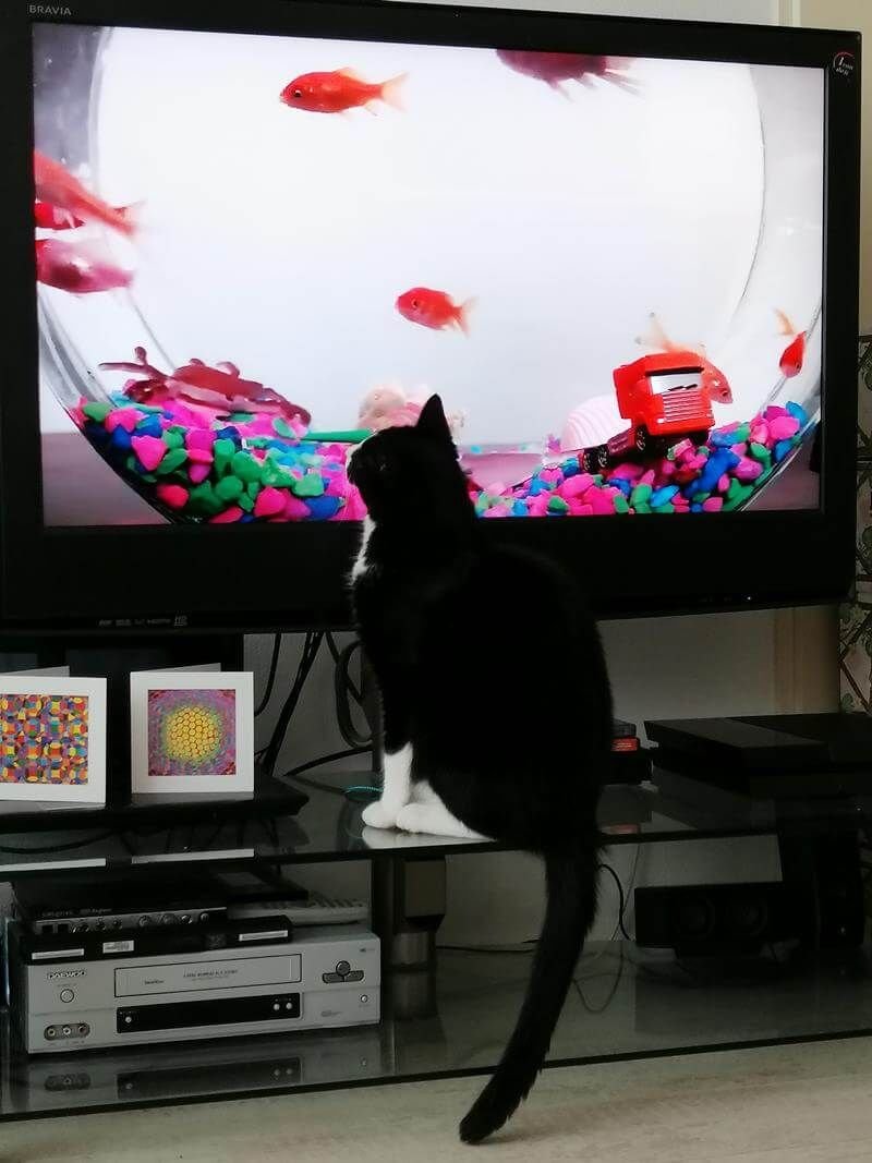 Afscheid van Toulouse. Het immense verdriet als je kat niet meer bij je is... 35 rouwen katten Afscheid van Toulouse. Het immense verdriet als je kat niet meer bij je is...