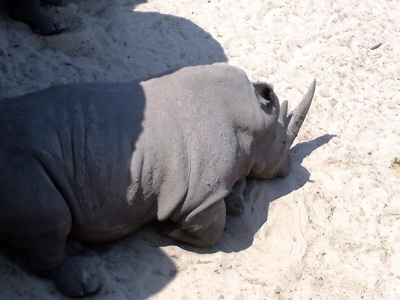 KeeK op de WeeK 36 -Wildlands Emmen 14 KeeK op de WeeK 36 -Wildlands Emmen 13 wildlands KeeK op de WeeK 36 -Wildlands Emmen