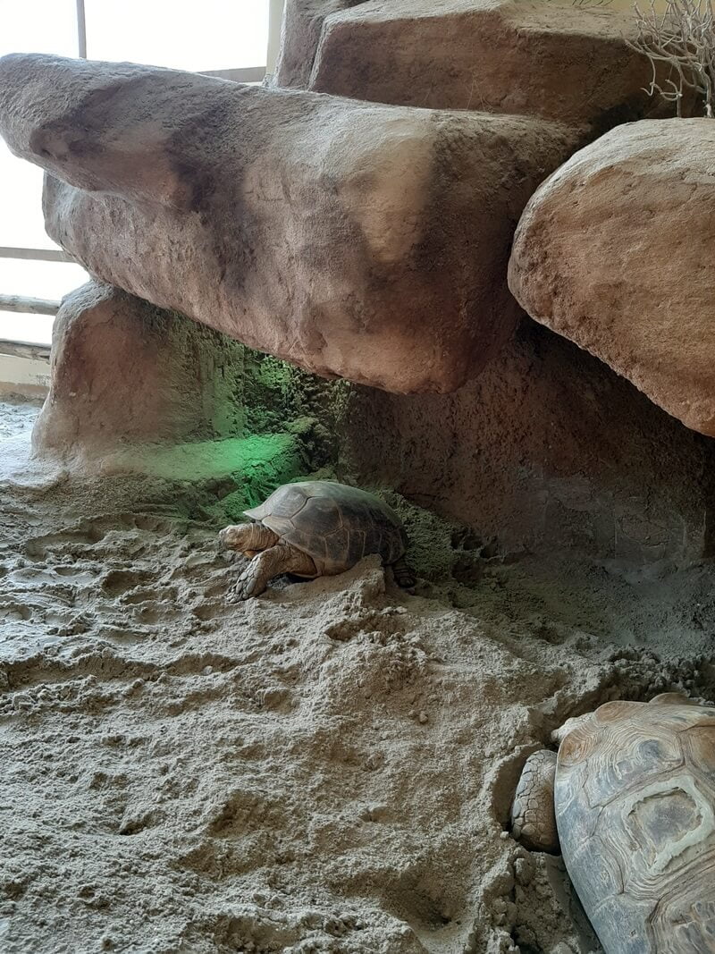 KeeK op de WeeK 36 -Wildlands Emmen 46 KeeK op de WeeK 36 -Wildlands Emmen 45 wildlands KeeK op de WeeK 36 -Wildlands Emmen