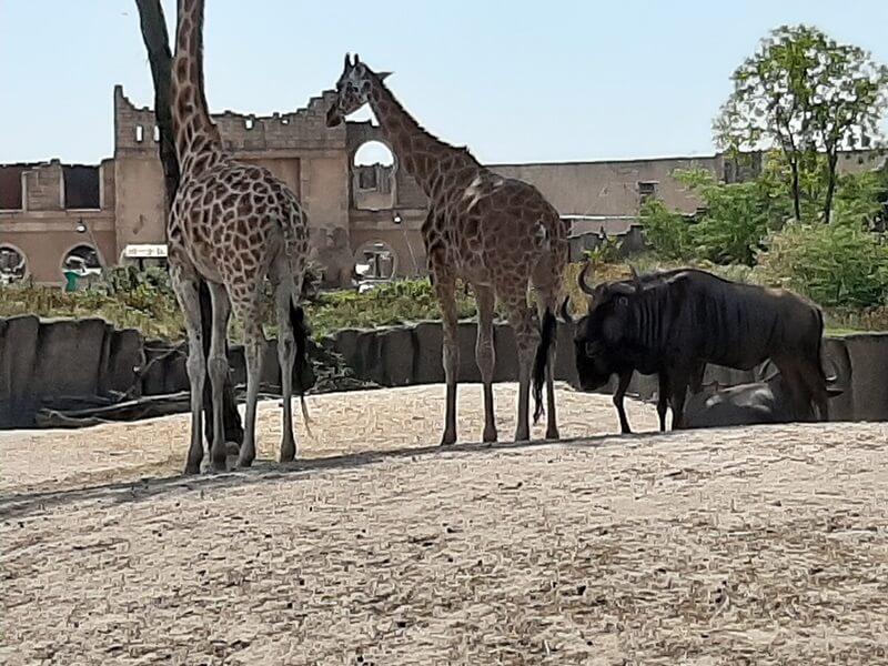 KeeK op de WeeK 36 -Wildlands Emmen 4 KeeK op de WeeK 36 -Wildlands Emmen 3 wildlands KeeK op de WeeK 36 -Wildlands Emmen