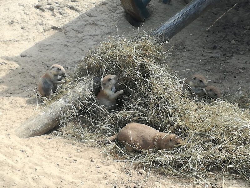 KeeK op de WeeK 36 -Wildlands Emmen 10 KeeK op de WeeK 36 -Wildlands Emmen 9 wildlands KeeK op de WeeK 36 -Wildlands Emmen