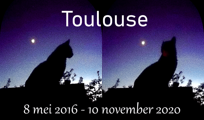 Afscheid van Toulouse. Het immense verdriet als je kat niet meer bij je is... 3 rouwen katten Afscheid van Toulouse. Het immense verdriet als je kat niet meer bij je is...