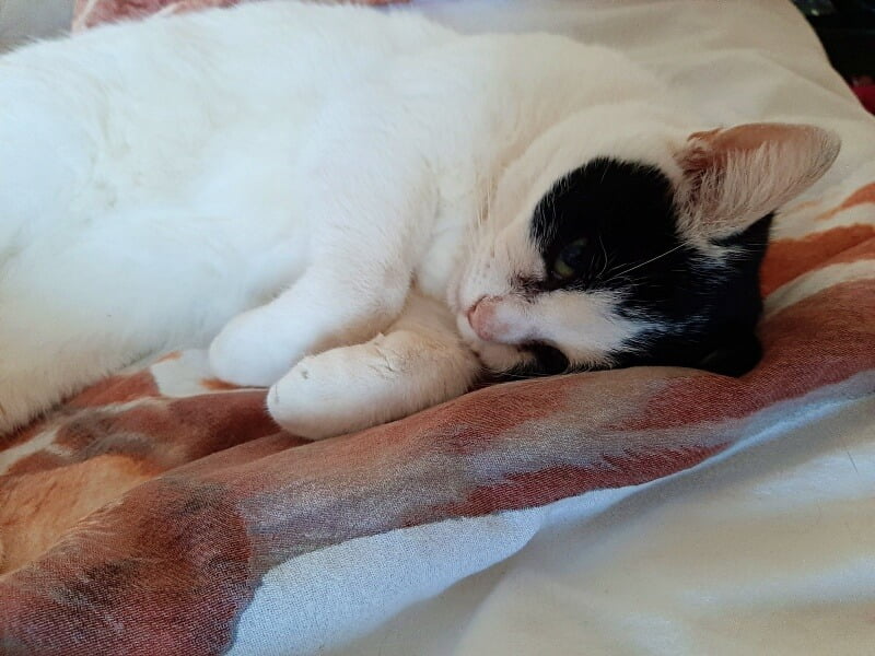 Afscheid van Toulouse. Het immense verdriet als je kat niet meer bij je is... 31 rouwen katten Afscheid van Toulouse. Het immense verdriet als je kat niet meer bij je is...