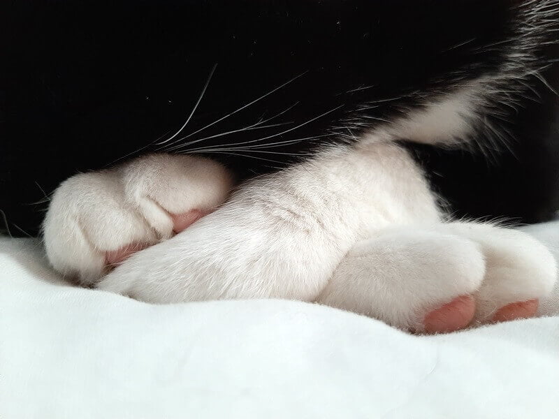 Afscheid van Toulouse. Het immense verdriet als je kat niet meer bij je is... 21 rouwen katten Afscheid van Toulouse. Het immense verdriet als je kat niet meer bij je is...