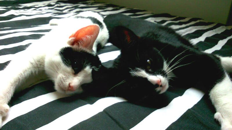 Afscheid van Toulouse. Het immense verdriet als je kat niet meer bij je is... 27 rouwen katten Afscheid van Toulouse. Het immense verdriet als je kat niet meer bij je is...