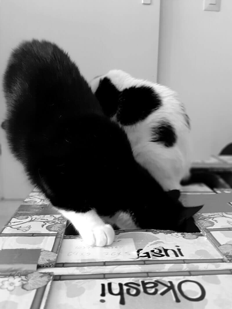 Afscheid van Toulouse. Het immense verdriet als je kat niet meer bij je is... 25 rouwen katten Afscheid van Toulouse. Het immense verdriet als je kat niet meer bij je is...