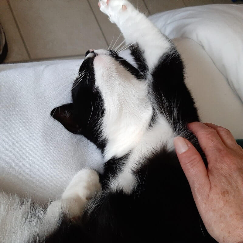 Afscheid van Toulouse. Het immense verdriet als je kat niet meer bij je is... 15 rouwen katten Afscheid van Toulouse. Het immense verdriet als je kat niet meer bij je is...