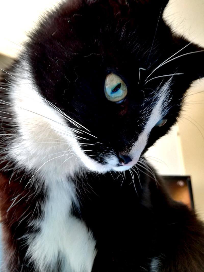 Afscheid van Toulouse. Het immense verdriet als je kat niet meer bij je is... 9 rouwen katten Afscheid van Toulouse. Het immense verdriet als je kat niet meer bij je is...