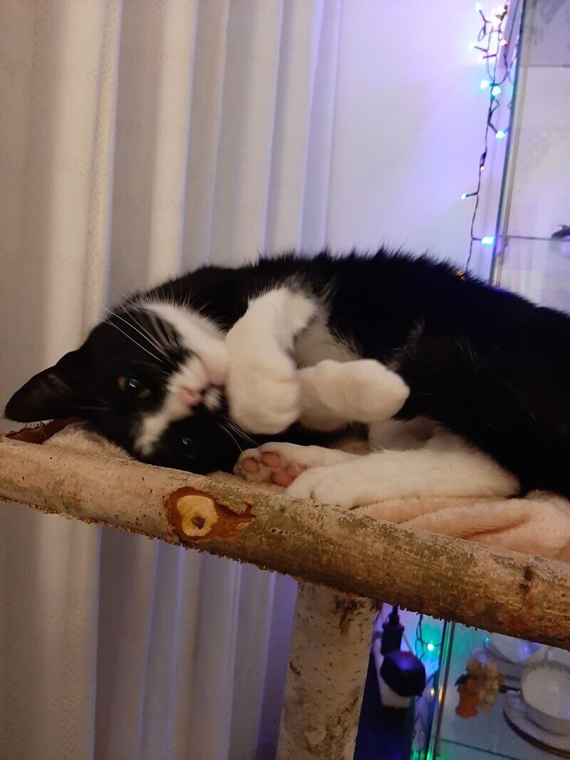 Afscheid van Toulouse. Het immense verdriet als je kat niet meer bij je is... 37 rouwen katten Afscheid van Toulouse. Het immense verdriet als je kat niet meer bij je is...