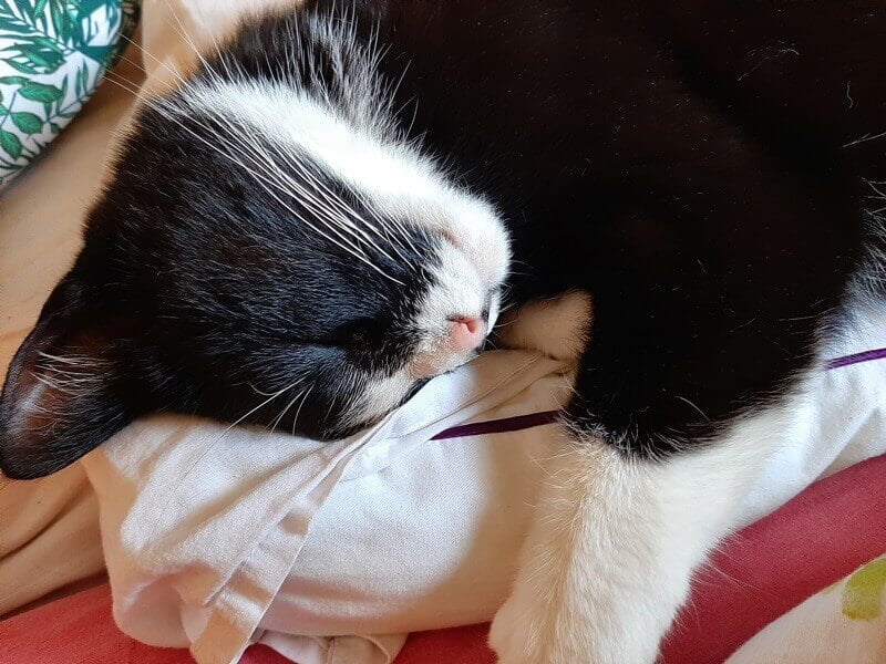 Afscheid van Toulouse. Het immense verdriet als je kat niet meer bij je is... 13 rouwen katten Afscheid van Toulouse. Het immense verdriet als je kat niet meer bij je is...