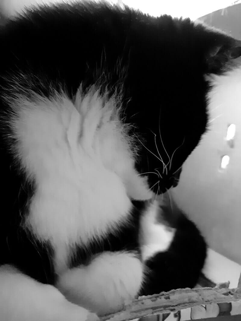 Afscheid van Toulouse. Het immense verdriet als je kat niet meer bij je is... 11 rouwen katten Afscheid van Toulouse. Het immense verdriet als je kat niet meer bij je is...