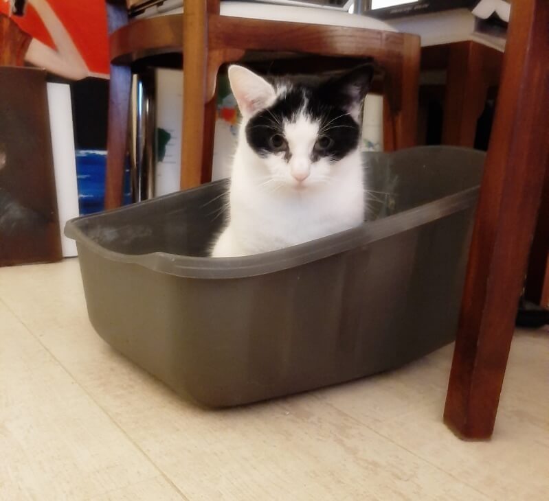 KeeK op de WeeK 49- De HillBilly's, Recept Pizzadeeg en Saus En Knuffelzakjes voor Marie 13 needle felted animals KeeK op de WeeK 49- De HillBilly's, Recept Pizzadeeg en Saus En Knuffelzakjes voor Marie