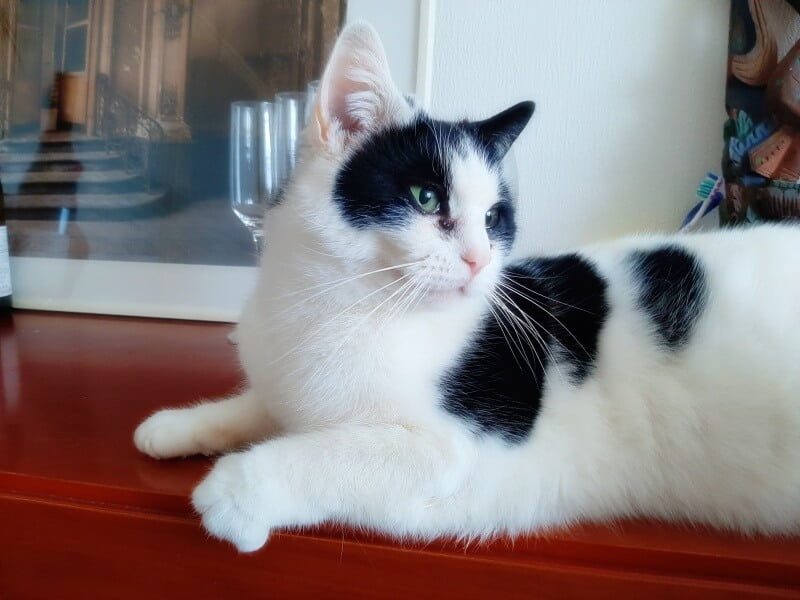 KeeK op de WeeK 2- Brievenbus Koekjes, Verrassing van een Vriendin, Nieuw schilderij & een Kattentaart! 24 KeeK op de WeeK 2- Brievenbus Koekjes, Verrassing van een Vriendin, Nieuw schilderij & een Kattentaart! 23 keek op de week KeeK op de WeeK 2- Brievenbus Koekjes, Verrassing van een Vriendin, Nieuw schilderij & een Kattentaart!