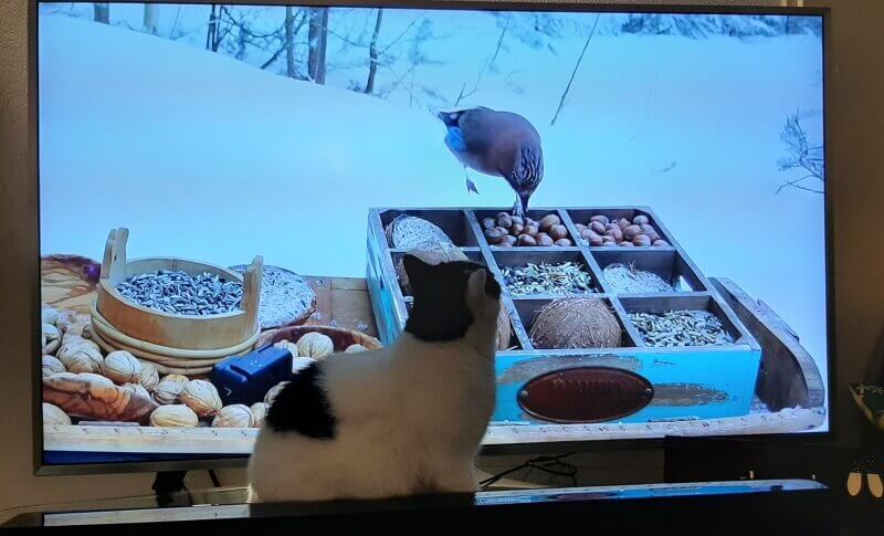 KeeK op de WeeK 1- Gelukkig Nieuwjaar (met een traan), de Basajaun en Tijd voor Taart... 19 nieuwjaar KeeK op de WeeK 1- Gelukkig Nieuwjaar (met een traan), de Basajaun en Tijd voor Taart...