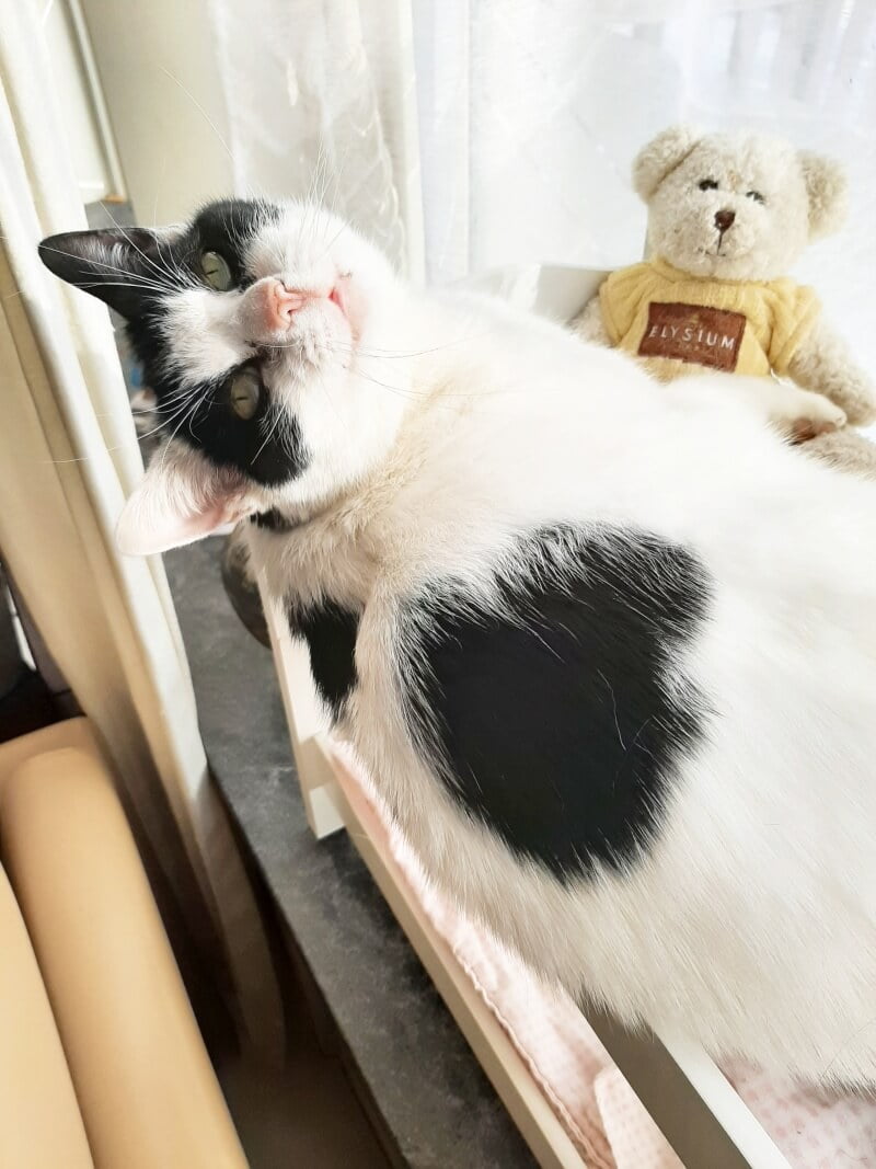 KeeK op de WeeK 7- Verjaardagscadeau's, Teveel Taart en Dieetvoer... 46 KeeK op de WeeK 7- Verjaardagscadeau's, Teveel Taart en Dieetvoer... 45 verjaardag KeeK op de WeeK 7- Verjaardagscadeau's, Teveel Taart en Dieetvoer...