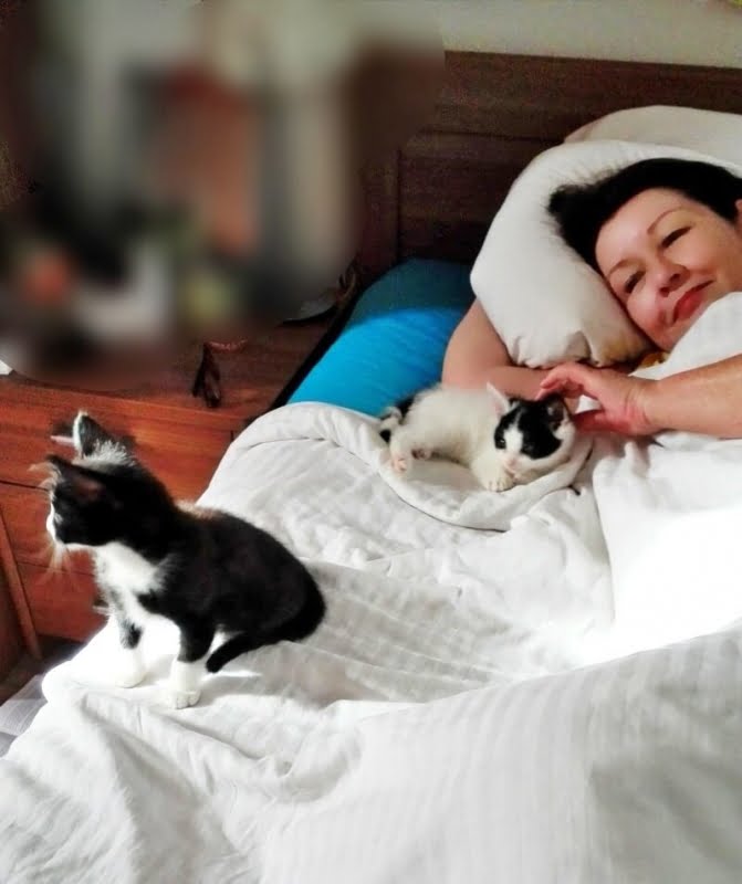 KeeK op de WeeK 12- Gevulde Koeken, Color Wheel, Kittens, Lykkevej & Smörgåstårta 23 gevulde koek KeeK op de WeeK 12- Gevulde Koeken, Color Wheel, Kittens, Lykkevej & Smörgåstårta