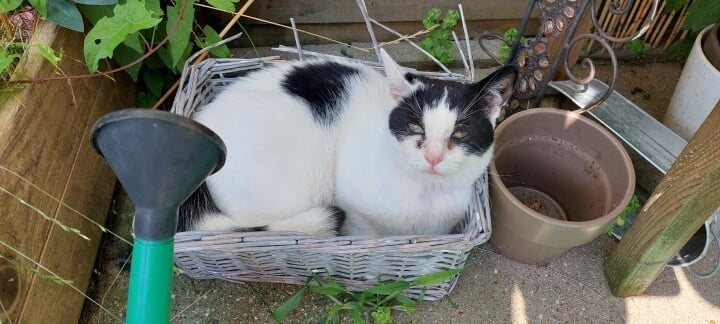 KeeK op de WeeK 30- Marie heeft Gingivitis Stomatitis en wordt Woensdag geopereerd... 9 gingivitis stomatitis KeeK op de WeeK 30- Marie heeft Gingivitis Stomatitis en wordt Woensdag geopereerd...