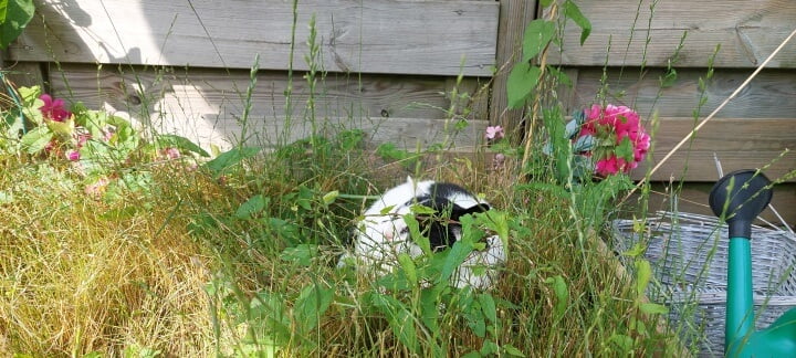 KeeK op de WeeK 30- Marie heeft Gingivitis Stomatitis en wordt Woensdag geopereerd... 7 gingivitis stomatitis KeeK op de WeeK 30- Marie heeft Gingivitis Stomatitis en wordt Woensdag geopereerd...