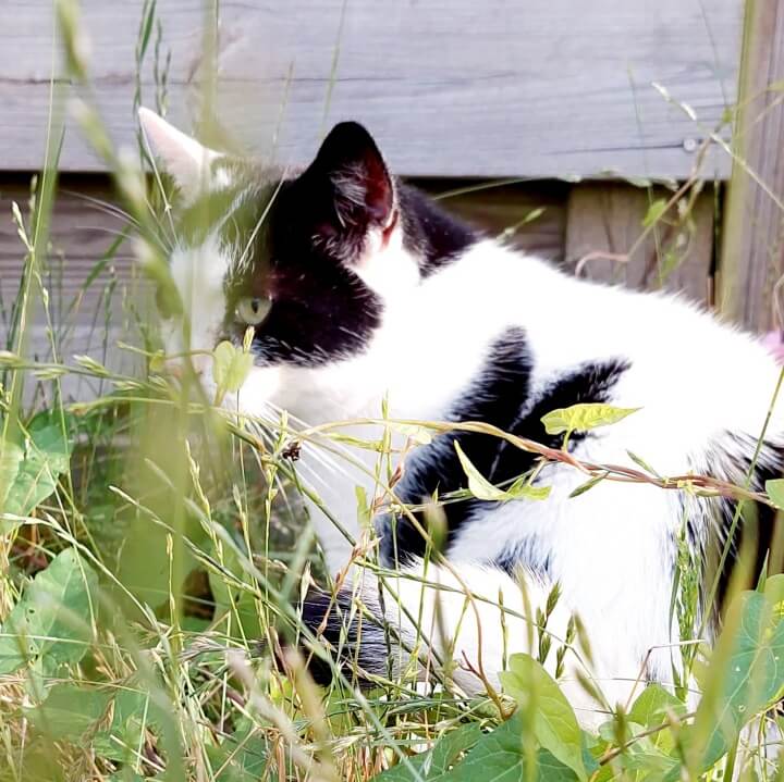 KeeK op de WeeK 30- Marie heeft Gingivitis Stomatitis en wordt Woensdag geopereerd... 11 gingivitis stomatitis KeeK op de WeeK 30- Marie heeft Gingivitis Stomatitis en wordt Woensdag geopereerd...