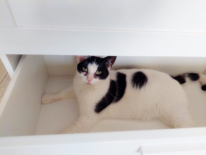 KeeK op de WeeK 28- Kat in de La, een Schelpenvaas en veel Balea... 7 schelpenvaas KeeK op de WeeK 28- Kat in de La, een Schelpenvaas en veel Balea...